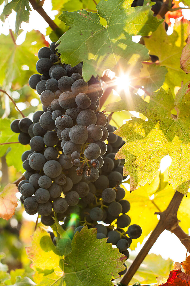 E31 Weintrauben in der Goriska brda E31 Weintrauben in der Goriska brda