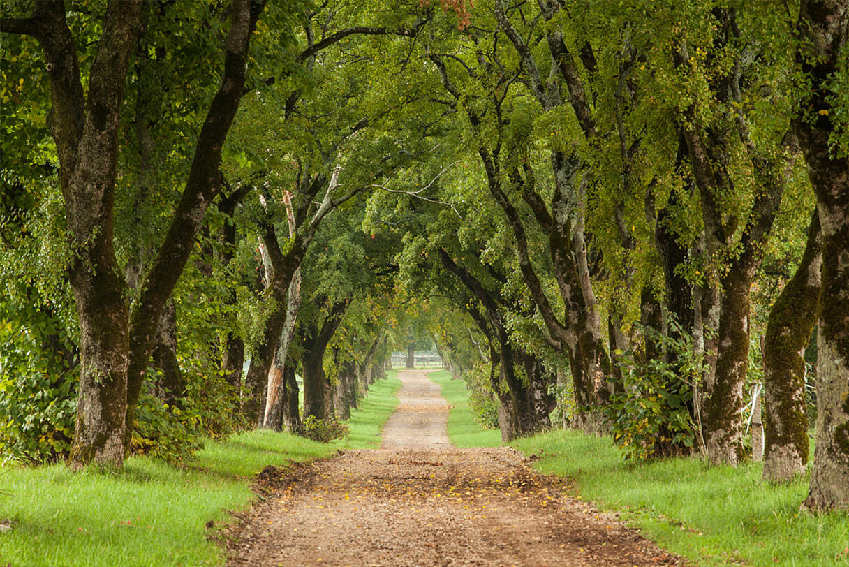 E35 Allee bei Lipica E35 Allee bei Lipica