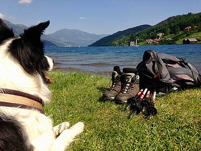 Hiking with your dog at the Alpe-Adria-Trail