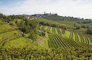 Weinberge Panorama im Weingebiet Goriška Brda bei Medana