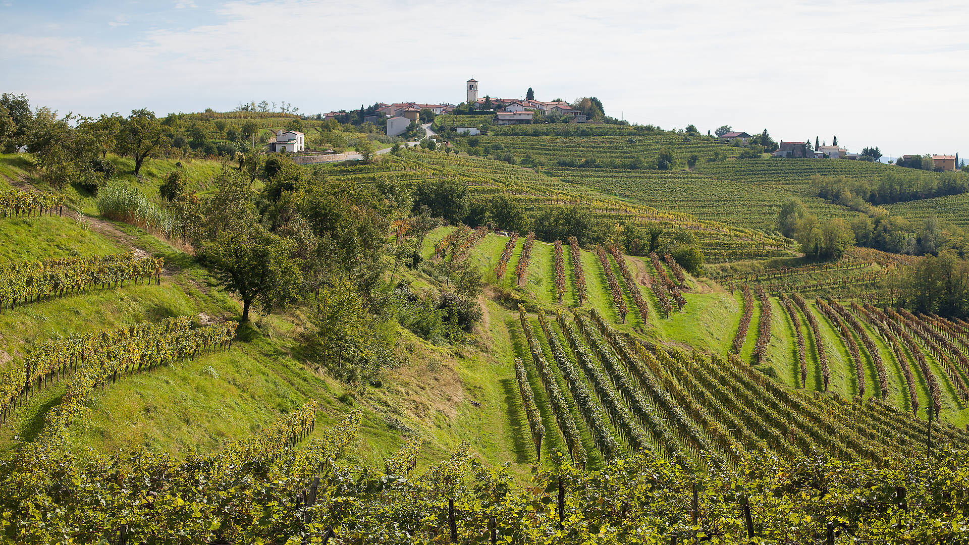 Weinberge Panorama im Weingebiet Goriška Brda bei Medana
